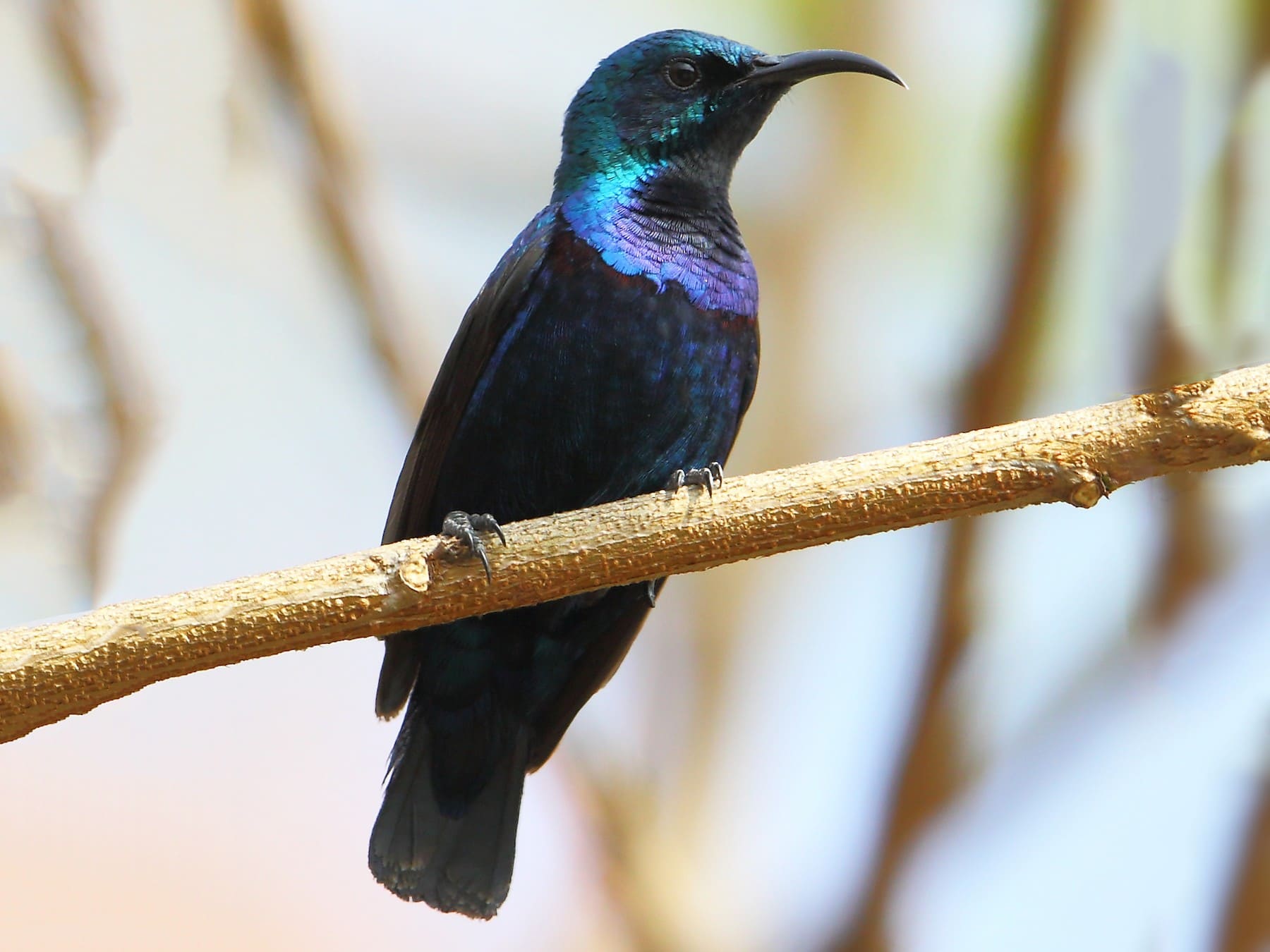 Purple Sunbird